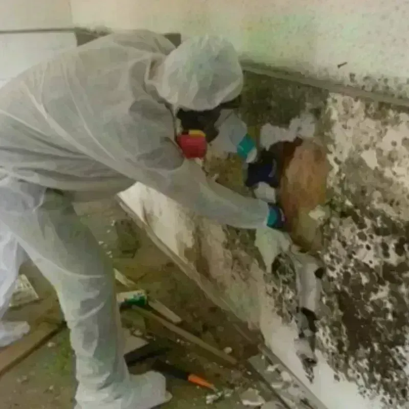 Mold Remediation and Removal in Garza County, TX